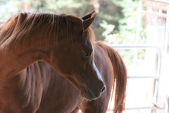Horse Training and Rehabilitation