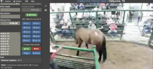 photo of a horse at a horse auction