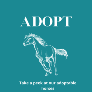 Adopt a Horse