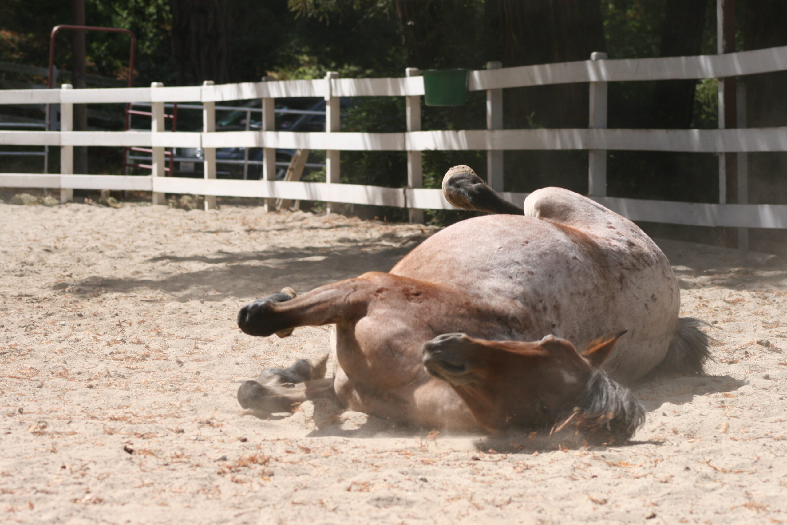 Horse Rescue Santa Cruz CA Wild Horse Rescue Advocates