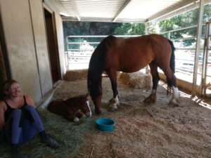 Volunteer at a Horse Rescue