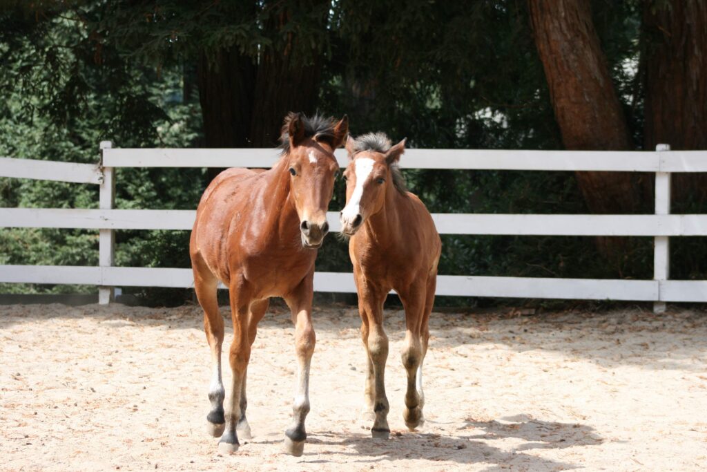 two foals standing side by side