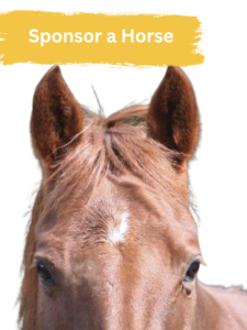 Sponsor a Horse