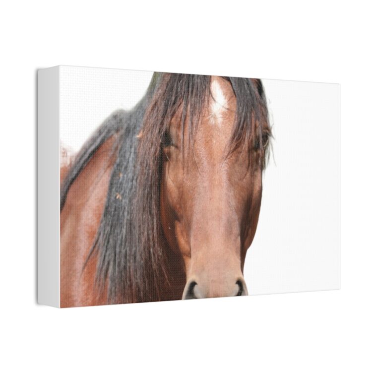 Stretch Canvas Wall Art Celebrating 7 year old Wild Horse Cleo! Size 16 x 20 - Image 6