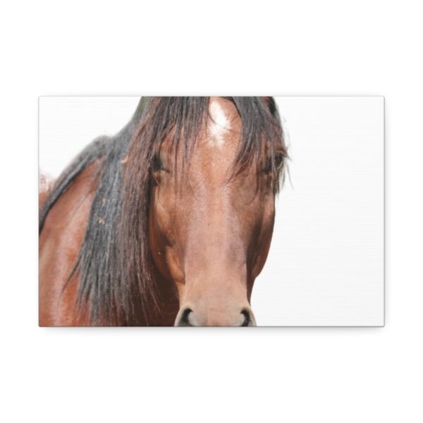 Stretch Canvas Wall Art Celebrating 7 year old Wild Horse Cleo! Size 16 x 20 - Image 5