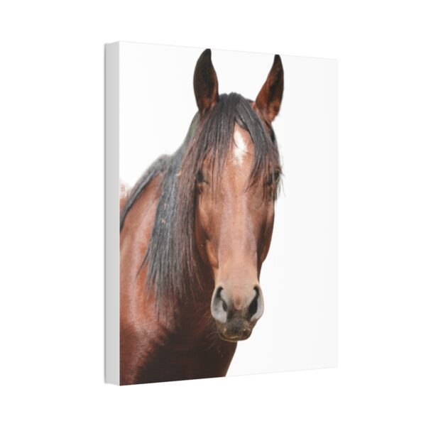 Stretch Canvas Wall Art Celebrating 7 year old Wild Horse Cleo! Size 16 x 20 - Image 2