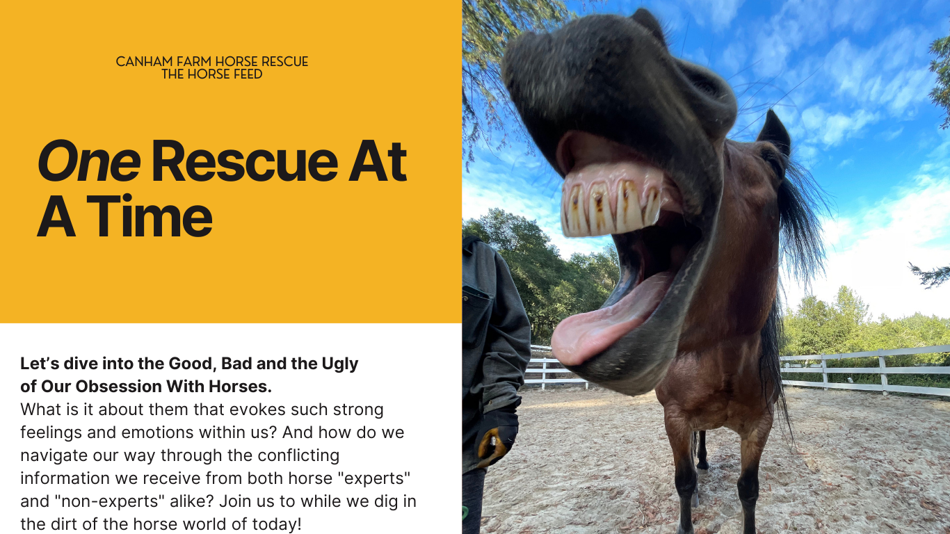One Horse at a Time Podcast. Let's dive into the Good, Bad and Ugly of our obsession with horses. What is it about them that evokes such strong feelings and emotions within us? And how do we navigate our way through the conflicting information we receive from both horse 