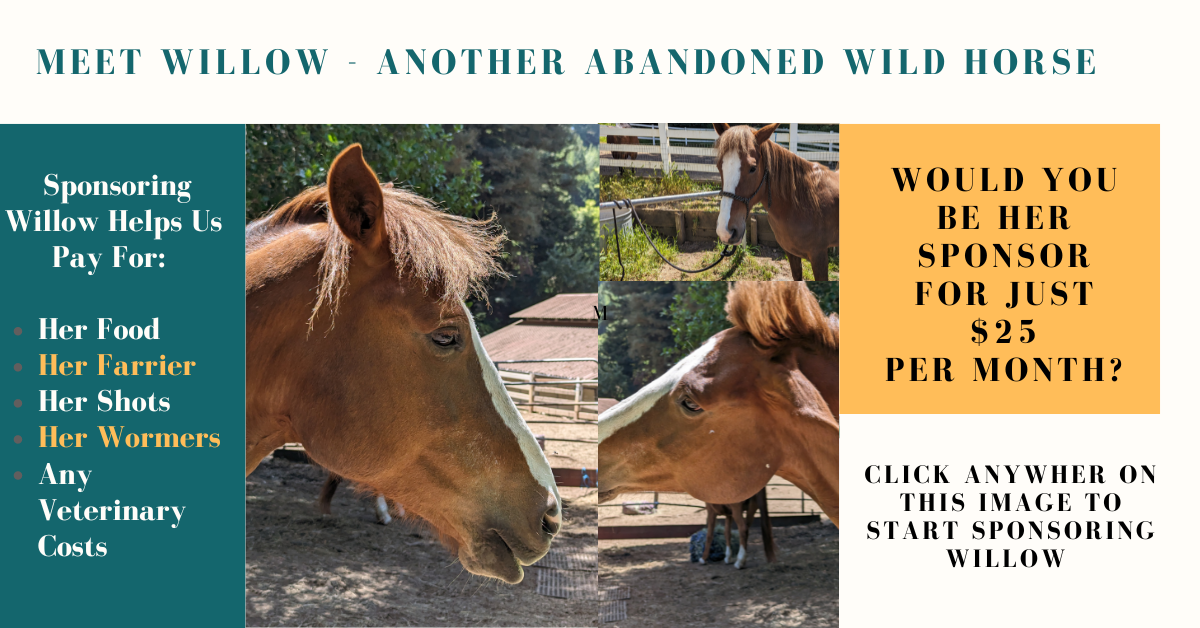 Sponsor Willow for Just $25 per Month