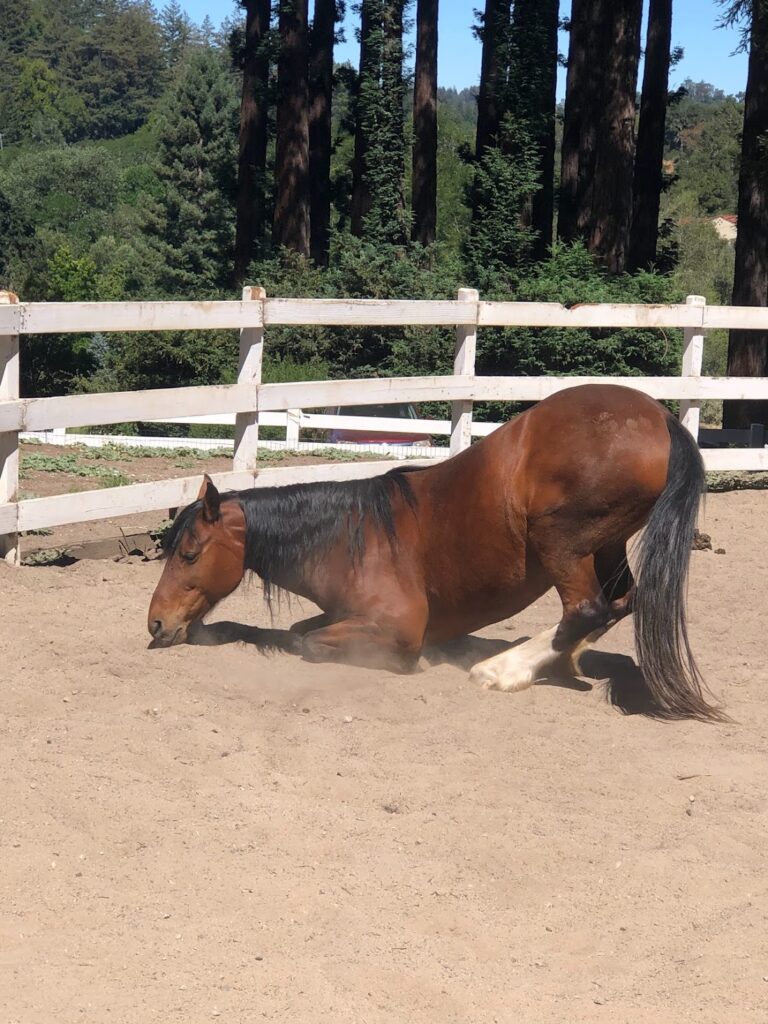 Please sponsor willow, the mustang
