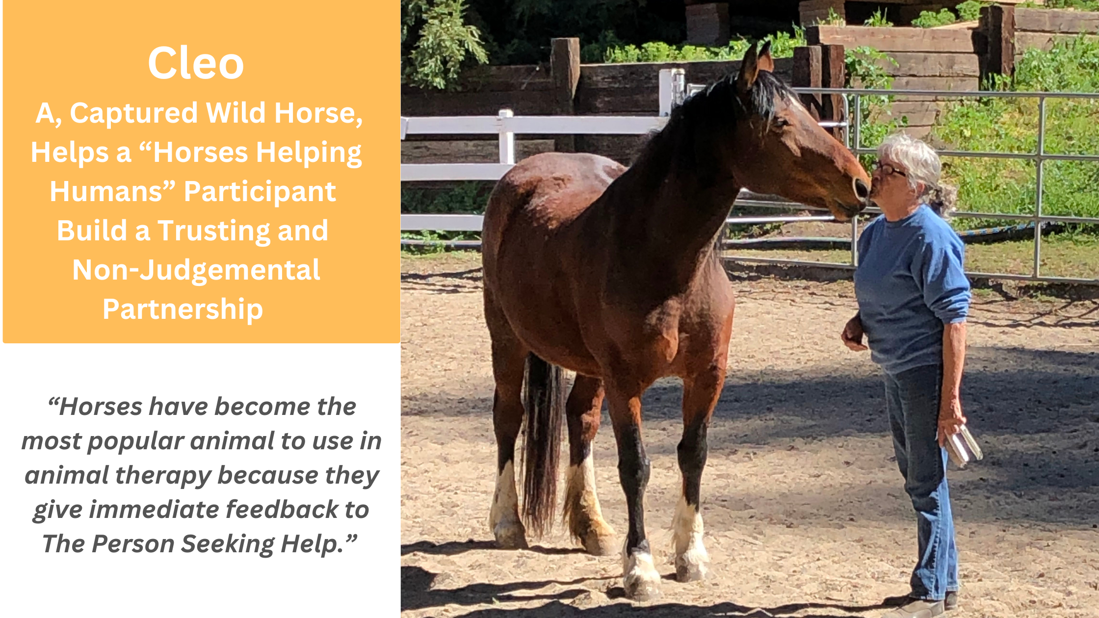 Cleo A, Captured Wild Horse, Helps a “Horses Helping Humans” Participant Build a Trusting and Non-Judgemental Partnership 
