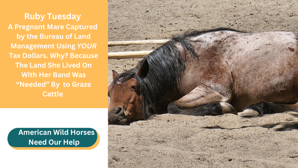 Ruby Tuesday, a pregnant wild mare captured by the BLM and remvoed from her herd. Why? To make room for Big Ag to graze their cattle