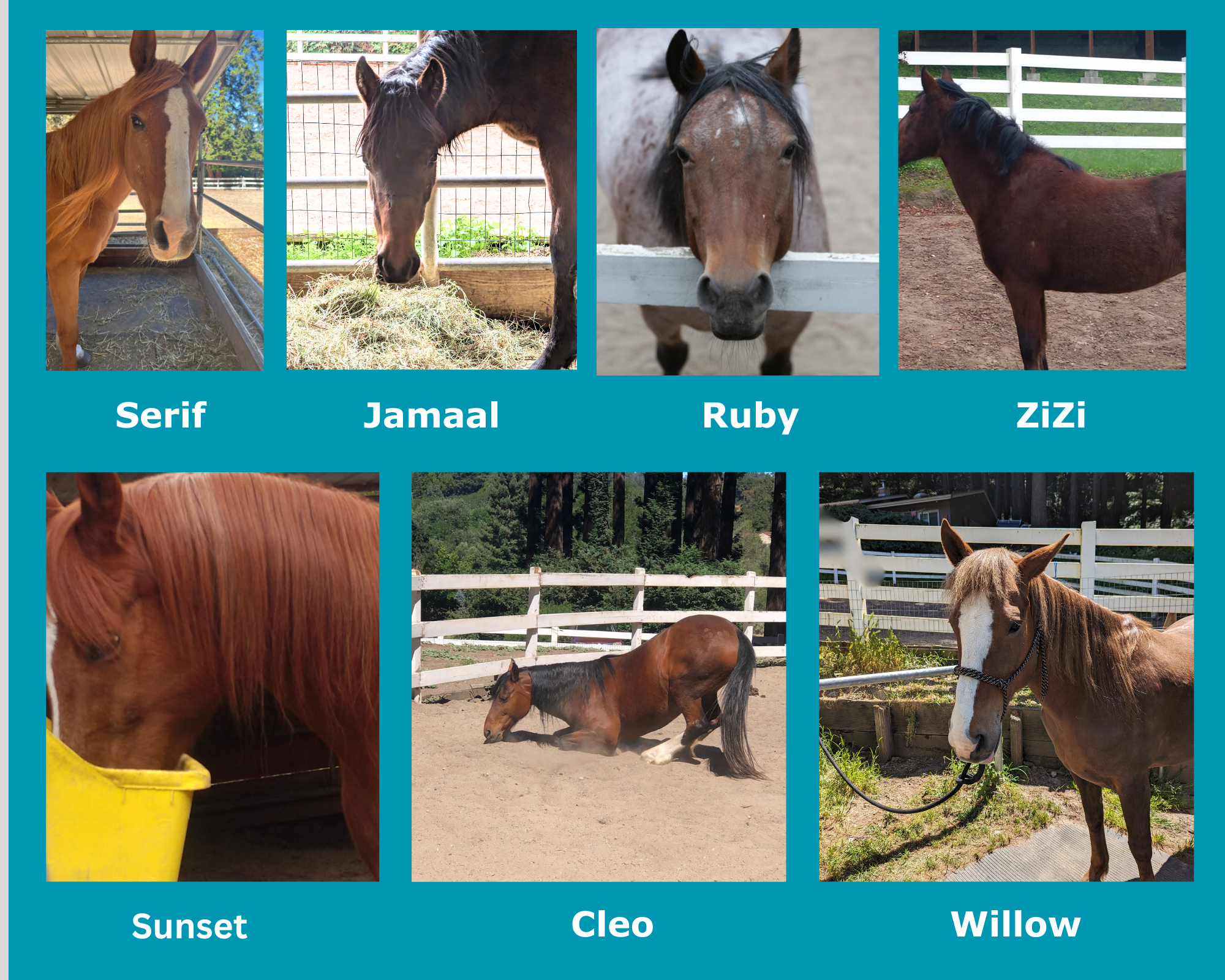 Sponsor One Of Our Rescued Horses