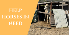 HELP A HORSE IN NEED - DONATE BUTTON