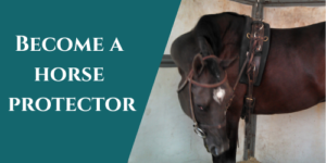 Become a horse protector link