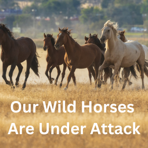 America's Wild Horses Are Under Attack