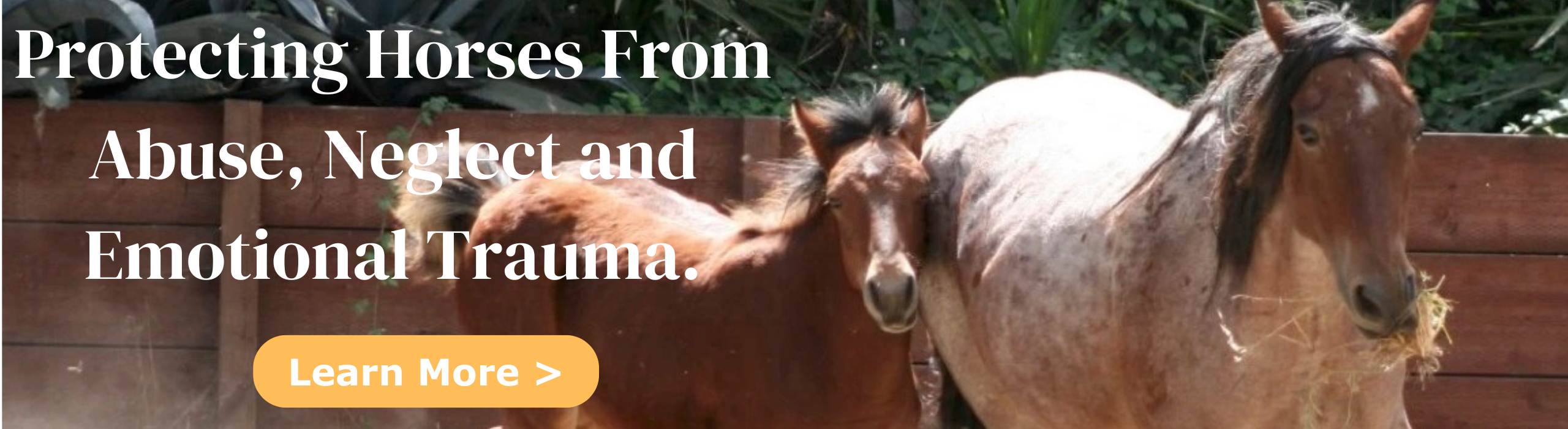 Canham farm horse rescue protecting horses from abuse, neglect and emotional trauma