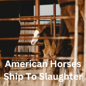 American horses shipping to slaughter