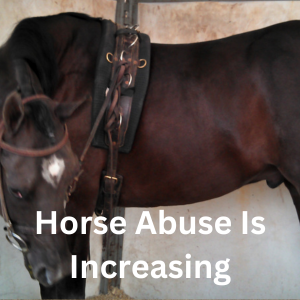 Horse abuse increases each year