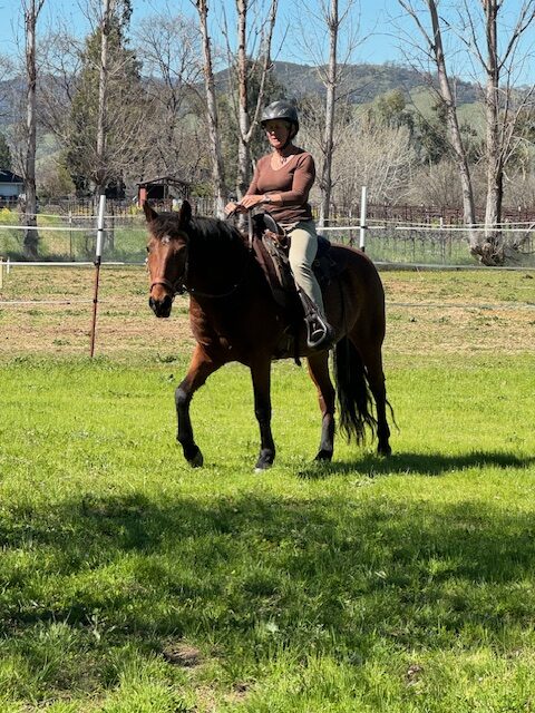 Maya - 6 year old trail horse for adoption