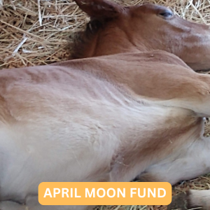 Our April Moon Fund 